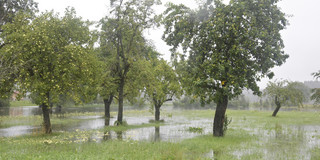 Flooding of an orchard